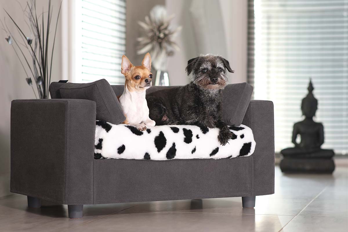 pet sofas dogs